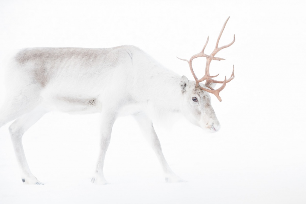 Reindeer on White